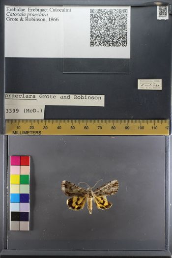 Media type: image;   Entomology 750771
